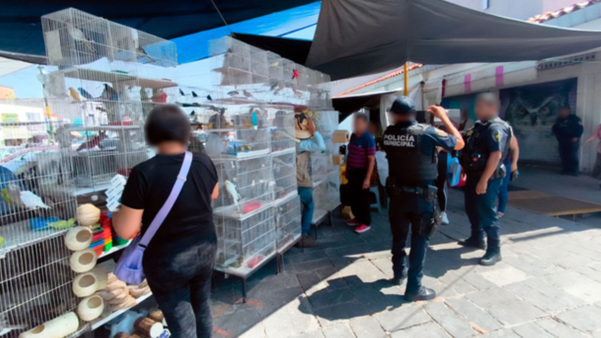 Decomisan Aves, Loros y Caballitos de Mar en Querétaro